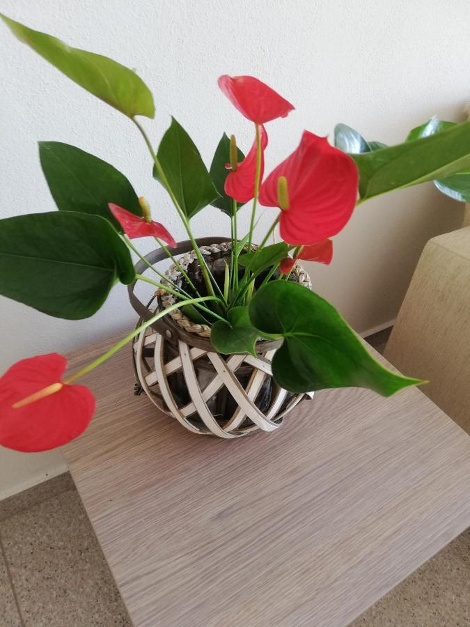 Denis Studios And Apartments Paralia Katerinis Luaran gambar